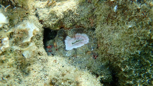 Anemone Margherita Cereus Pedunculatus Sottomarino Mar Egeo Grecia Calcidica — Foto Stock