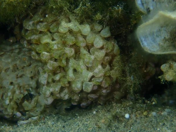 Eggs of sea snail banded dye-murex (Hexaplex trunculus) close-up undersea, Aegean Sea, Greece, Halkidiki