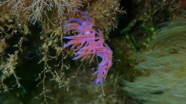 Lila Tengeri Csiga Vagy Lila Nudibranch Flabellina Affinis Közelkép Tenger — Stock Fotó