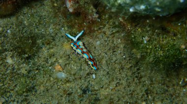 Sacoglossan deniz sümüklüböceği Splendid elysia veya Splendid velvet salyangoz (Thuridilla hope) yakın plan sualtı, Ege Denizi, Yunanistan, Halkidiki