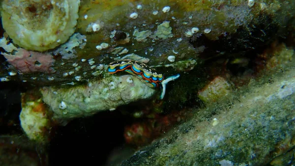 Sacoglossan Sea Slug Splendid Elysia Splendid Velvet Snail Thuridilla Hopei — Stock Photo, Image