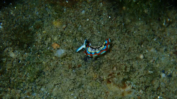 Sacoglossan Sea Slug Splendid Elysia Splendid Velvet Snail Thuridilla Hopei — стокове фото