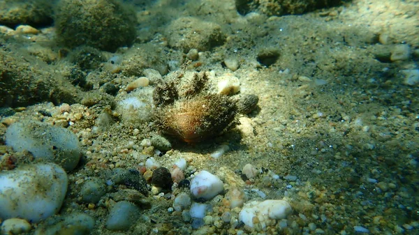 Bearded Ark Shell Bearded Ark Barbatia Barbata Undersea Aegean Sea — Stock Photo, Image