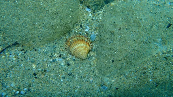 Coquille Rugueuse Tuberculée Coquille Marocaine Acanthocardia Tuberculata Sous Marine Mer — Photo