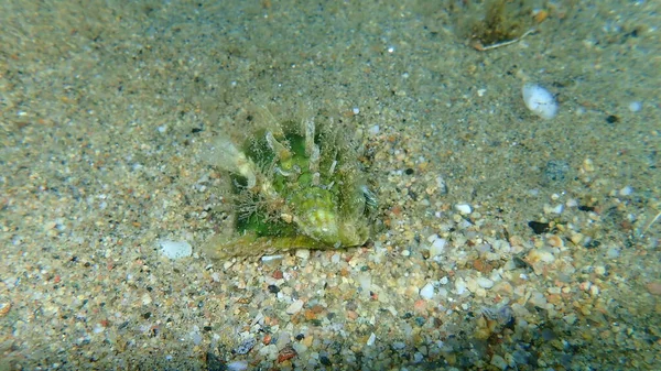 Seashell Rayed Pearl Oyster Pinctada Radiata Sea Bottom Aegean Sea — Stock Photo, Image