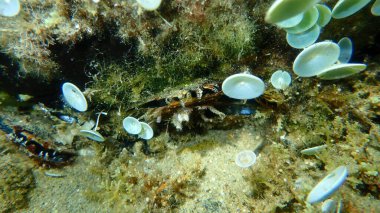 Bivalf yumuşakça işlemeli inci istiridye (Pinctada radyatörü), Ege Denizi, Yunanistan, Halkidiki