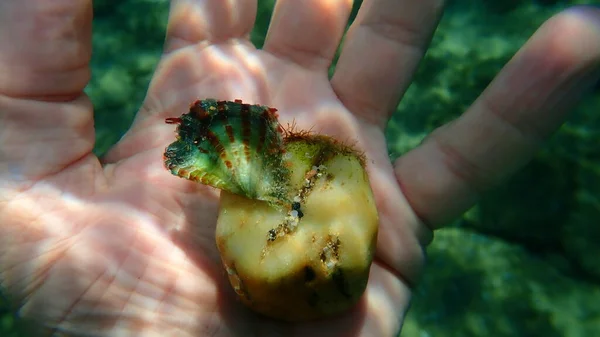 Bivalve Mollusk Rayed Pearl Oyster Pinctada Radiata Hand Diver Aegean — Stock Photo, Image
