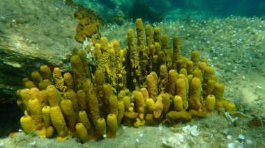 Sarı tüp sünger (Aplysina aerophoba) denizaltı, Ege Denizi, Yunanistan, Halkidiki