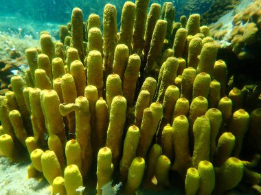 Sarı tüp sünger (Aplysina aerophoba) denizaltı, Ege Denizi, Yunanistan, Halkidiki