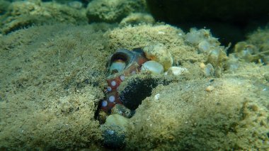 Ortak ahtapot (Octopus vulgaris) denizaltı, Ege Denizi, Yunanistan, Halkidiki