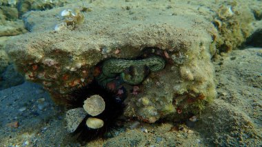 Ortak ahtapot (Octopus vulgaris) denizaltı, Ege Denizi, Yunanistan, Halkidiki