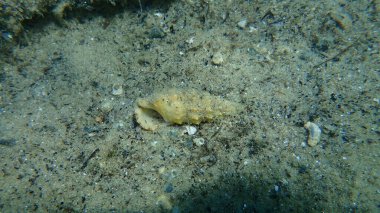 Deniz tabanı, Ege Denizi, Yunanistan, Halkidiki