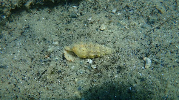 Seashell Common Cerith European Cerith Cerithium Vulgatum Sea Bottom Aegean — Stock Photo, Image