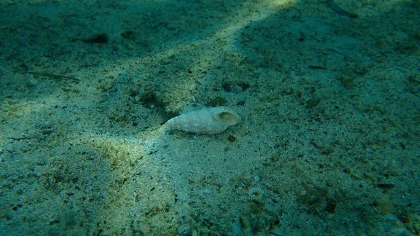 Concha Cerith Comum Cerith Europeu Cerithium Vulgatum Fundo Mar Mar — Fotografia de Stock