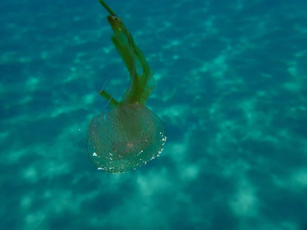 Meduza Mauretańska Lub Meduza Świetle Nocnym Galaretka Fioletowa Meduza Fioletowa — Zdjęcie stockowe