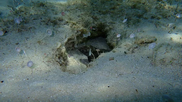 Goby Negro Gobius Niger Bajo Mar Mar Egeo Grecia Halkidiki —  Fotos de Stock