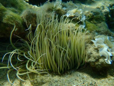 Snakelocks anemonu (Anemonia viridis) deniz altı, Ege Denizi, Yunanistan, Halkidiki