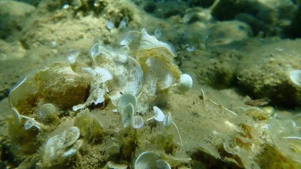 Small Brown Algae Peacocks Tail Padina Pavonica Undersea Aegean Sea — Stock Photo, Image