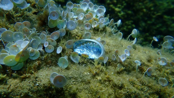Seashell Green Ormer Ear Shell Haliotis Tuberculata Στον Βυθό Της — Φωτογραφία Αρχείου