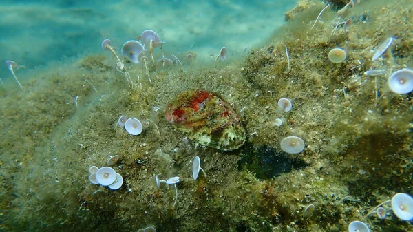 エーゲ海 ギリシャ ハルキディキ上の緑の旧貝又は耳貝 Haliotis Tubculata の貝殻 — ストック写真