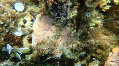 Deniz altı mercan yosunu (Lithophyllum incrustans) ve turuncu-kırmızı sıkıcı sünger (Cliona carteri), Ege Denizi, Yunanistan, Halkidiki