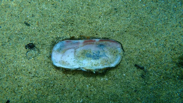 Muschel Von Muschelmuscheln Solecurtus Strigilatus Auf Dem Meeresboden Ägäis Griechenland — Stockfoto