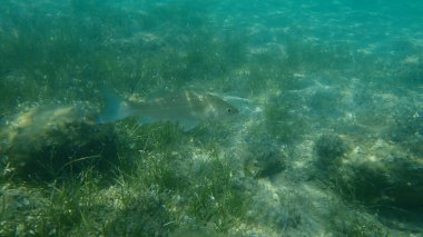 Avrupa deniz levreği, deniz levreği (Dicentrarchus labrax) deniz altı, Ege Denizi, Yunanistan, Halkidiki