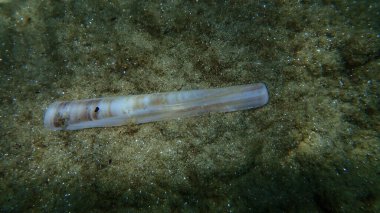 Deniz tabanı, Ege Denizi, Yunanistan ve Halkidiki 'de çift valfli küçük çakı midyesi (Ensis minor) deniz kabuğu