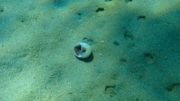 Concha Caracol Mar Caracol Lua Josefina Neverita Josephinia Fundo Mar — Fotografia de Stock