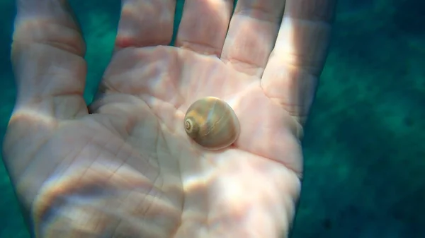 Seashell of sea snail Josephine\'s moonsnail (Neverita josephinia) on the hand of a diver, Aegean Sea, Greece, Halkidiki