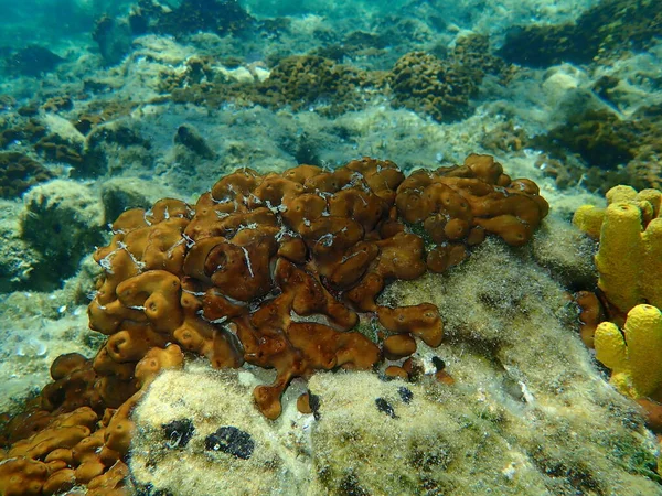 Leverspons Van Kippen Caribische Leverspons Van Kippen Chondrilla Nucula Onderzees — Stockfoto