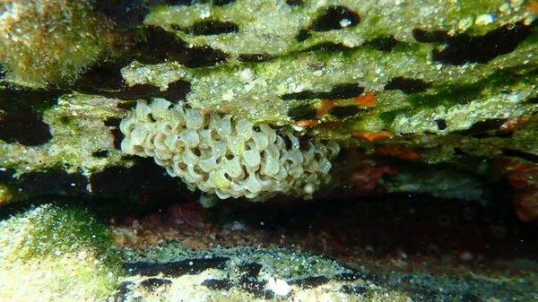 Eggs of sea snail banded dye-murex (Hexaplex trunculus) close-up undersea, Aegean Sea, Greece, Halkidiki