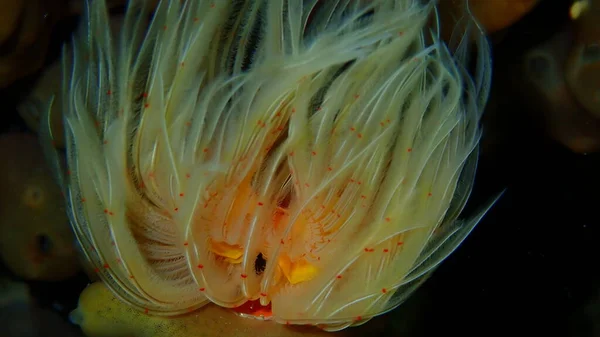 Polychaeta Gusano Tubo Liso Herradura Manchas Rojas Protula Tubularia Close — Foto de Stock