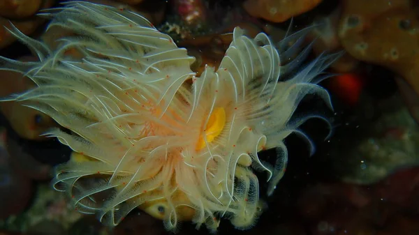 Polychaeta Smooth Tubeworm Red Spotted Horseshoe Protula Tubularia Close Undersea — Stock Photo, Image