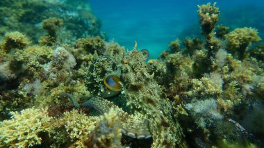 Genel ahtapot (Octopus vulgaris) avı, Ege Denizi, Yunanistan, Halkidiki