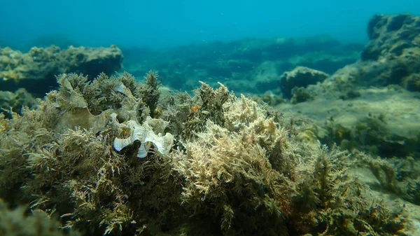 Polvo Comum Octopus Vulgaris Caça Mar Egeu Grécia Halkidiki — Fotografia de Stock