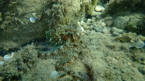 Common Octopus Octopus Vulgaris Hunting Aegean Sea Greece Halkidiki — Stock Photo, Image