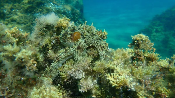 Polvo Comum Octopus Vulgaris Caça Mar Egeu Grécia Halkidiki — Fotografia de Stock