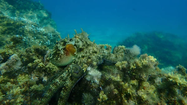 Bläckfisk Octopus Vulgaris Jakt Egeiska Havet Grekland Halkidiki — Stockfoto