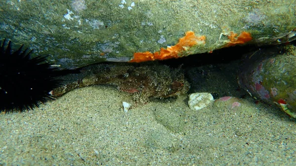 Schwarzer Skorpionfisch Oder Europäischer Skorpionfisch Kleinskorpionfisch Scorpaena Porcus Unter Wasser — Stockfoto