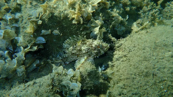 黑蝎鱼或欧洲蝎鱼 小鳞蝎鱼 天蝎鱼 爱琴海 Halkidiki — 图库照片