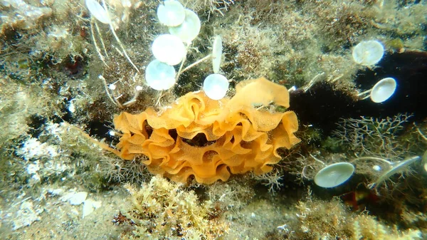 Nudibranch Vejce Masa Mořském Dně Egejské Moře Řecko Halkidiki — Stock fotografie