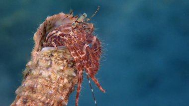 Çizgili keşiş yengeci (Pagurus anachoretus) aşırı yakın çekim sualtı, Ege Denizi, Yunanistan, Thasos Adası