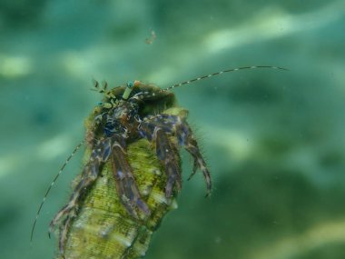 Çizgili keşiş yengeci (Pagurus anachoretus) aşırı yakın çekim sualtı, Ege Denizi, Yunanistan, Thasos Adası