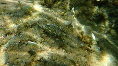 Mediterranean intertidal hermit crab (Clibanarius erythropus) and seashell common cerith (Cerithium vulgatum) undersea, Aegean Sea, Greece, Halkidiki