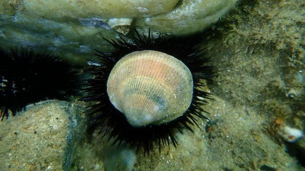 エーゲ海 ギリシャ ハルキディキ 二枚貝の軟質紫色の苦味の貝殻 — ストック写真