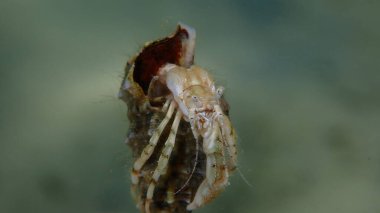 Güney pençeli keşiş yengeci veya küçük münzevi yengeci, Roux 'un münzevi yengeci (Diogenes pugilatörü) aşırı yakın çekim sualtı, Ege Denizi, Yunanistan, Thasos Adası