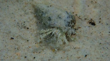 Güney pençeli keşiş yengeci veya küçük münzevi yengeci, Roux 'un münzevi yengeci (Diogenes pugilatörü) aşırı yakın çekim sualtı, Ege Denizi, Yunanistan, Thasos Adası