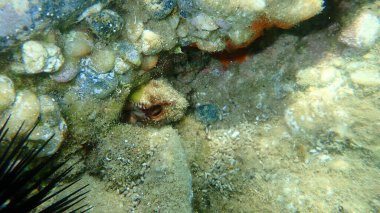 Bivalf yumuşakça Nuh 'un gemisi veya Nuh' un gemisi, Nuh 'un kemeri (Arca noae) deniz altı, Ege Denizi, Yunanistan, Halkidiki