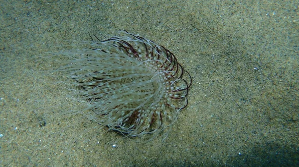 Anêmona Cilindro Anêmona Tubo Colorido Cerianthus Membranaceus Submarino Mar Egeu — Fotografia de Stock